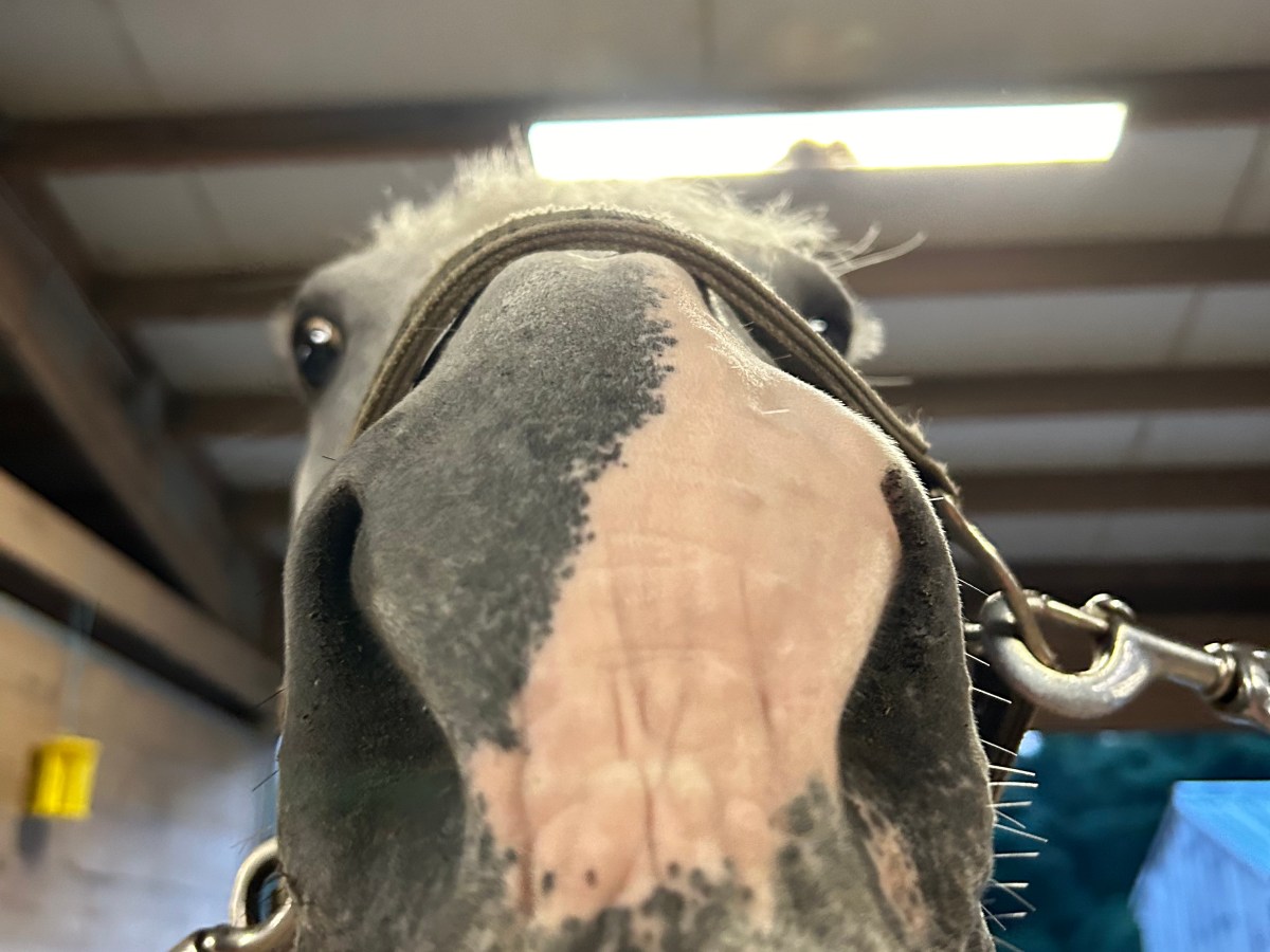 Lesson Buddy or Ride&nbsp;Solo